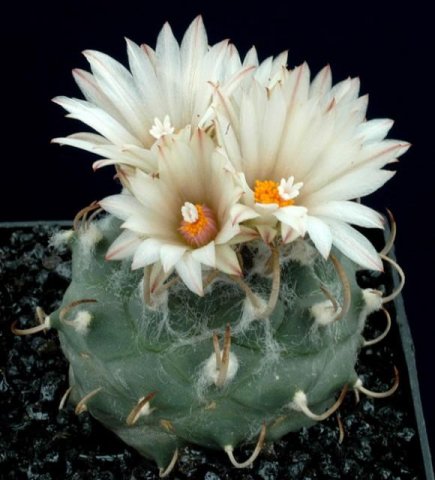 Turbinicarpus_lilikeuideus